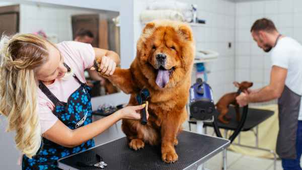 Pet groomers treating dogs