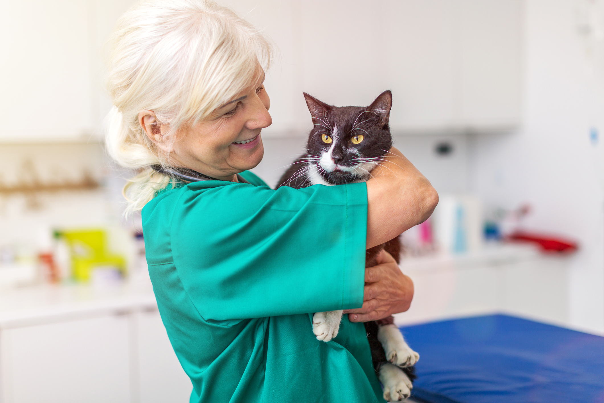 Veterinarian holding a cat 